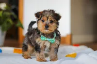 Dallas, a male Yorkipoo for sale in Fresno, OH – Photo 1 of 10