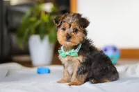 Dallas, a male Yorkipoo for sale in Fresno, OH – Photo 7 of 10
