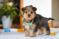 Dallas, a male Yorkipoo for sale in Fresno, OH – Photo 6 of 10