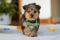 Dallas, a male Yorkipoo for sale in Fresno, OH – Photo 3 of 10