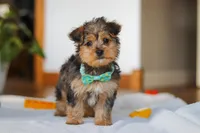 Dallas, a male Yorkipoo for sale in Fresno, OH – Photo 9 of 10