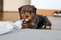 Jackson, a male Yorkipoo for sale in Fresno, OH – Photo 9 of 10