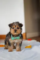 Dallas, a male Yorkipoo for sale in Fresno, OH – Photo 8 of 10