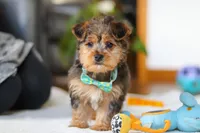 Dallas, a male Yorkipoo for sale in Fresno, OH – Photo 2 of 10