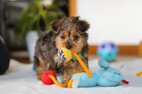 Dallas, a male Yorkipoo for sale in Fresno, OH – Photo 10 of 10