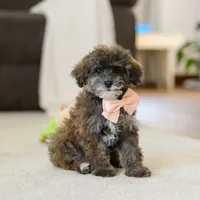 Halo, a female Poodle - Miniature  for sale in Fresno, OH – Photo 1 of 5