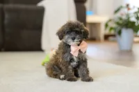 Halo, a female Poodle - Miniature  for sale in Fresno, OH – Photo 1 of 5