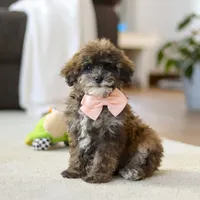 Halo, a female Poodle - Miniature  for sale in Fresno, OH – Photo 3 of 5