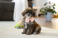 Halo, a female Poodle - Miniature  for sale in Fresno, OH – Photo 3 of 5