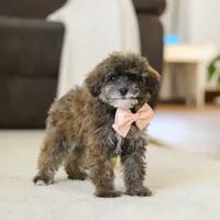 Halo, a female Poodle - Miniature  for sale in Fresno, OH – Photo 5 of 5