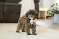 Halo, a female Poodle - Miniature  for sale in Fresno, OH – Photo 5 of 5