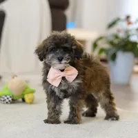 Halo, a female Poodle - Miniature  for sale in Fresno, OH – Photo 4 of 5