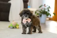 Halo, a female Poodle - Miniature  for sale in Fresno, OH – Photo 4 of 5