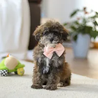 Halo, a female Poodle - Miniature  for sale in Fresno, OH – Photo 2 of 5