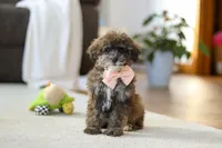 Halo, a female Poodle - Miniature  for sale in Fresno, OH – Photo 2 of 5