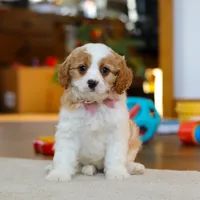 Nova, a female Cavapoo for sale in Fresno, OH – Photo 4 of 5