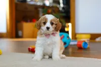 Nova, a female Cavapoo for sale in Fresno, OH – Photo 4 of 5