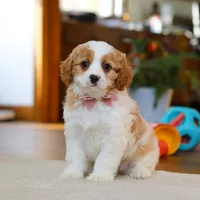 Nova, a female Cavapoo for sale in Fresno, OH – Photo 1 of 5