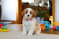 Nova, a female Cavapoo for sale in Fresno, OH – Photo 1 of 5