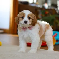 Nova, a female Cavapoo for sale in Fresno, OH – Photo 5 of 5