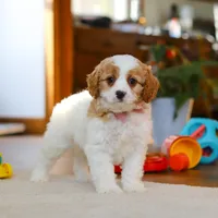 Nova, a female Cavapoo for sale in Fresno, OH – Photo 2 of 5