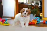 Nova, a female Cavapoo for sale in Fresno, OH – Photo 2 of 5