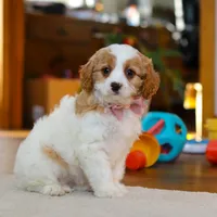 Nova, a female Cavapoo for sale in Fresno, OH – Photo 3 of 5