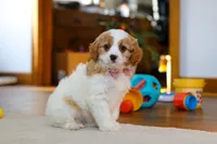 Nova, a female Cavapoo for sale in Fresno, OH – Photo 3 of 5