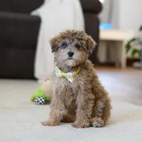 Jasper, a male Poodle - Miniature  for sale in Fresno, OH – Photo 1 of 7