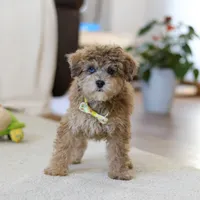 Jasper, a male Poodle - Miniature  for sale in Fresno, OH – Photo 2 of 7