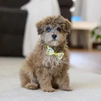 Jasper, a male Poodle - Miniature  for sale in Fresno, OH – Photo 5 of 7