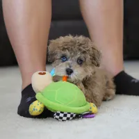 Jasper, a male Poodle - Miniature  for sale in Fresno, OH – Photo 6 of 7