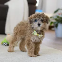 Jasper, a male Poodle - Miniature  for sale in Fresno, OH – Photo 3 of 7