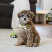 Jasper, a male Poodle - Miniature  for sale in Fresno, OH – Photo 4 of 7