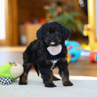 Star, a female Cavapoo for sale in Fresno, OH – Photo 4 of 6