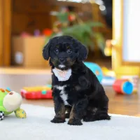 Star, a female Cavapoo for sale in Fresno, OH – Photo 6 of 6
