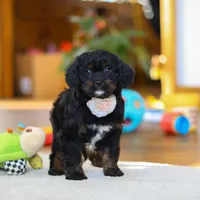 Star, a female Cavapoo for sale in Fresno, OH – Photo 2 of 6