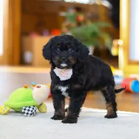 Star, a female Cavapoo for sale in Fresno, OH – Photo 3 of 6