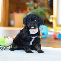 Star, a female Cavapoo for sale in Fresno, OH – Photo 5 of 6