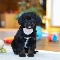 Star, a female Cavapoo for sale in Fresno, OH – Photo 1 of 6