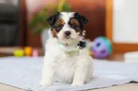 Blake, a male Yorkipoo for sale in Fresno, OH – Photo 4 of 10