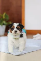 Blake, a male Yorkipoo for sale in Fresno, OH – Photo 7 of 10