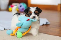 Blake, a male Yorkipoo for sale in Fresno, OH – Photo 2 of 10