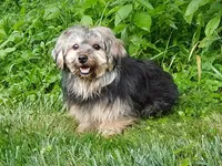 Blake, a male Yorkipoo for sale in Fresno, OH – Photo 10 of 10