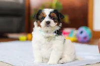 Blake, a male Yorkipoo for sale in Fresno, OH – Photo 3 of 10