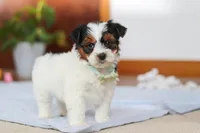 Blake, a male Yorkipoo for sale in Fresno, OH – Photo 8 of 10