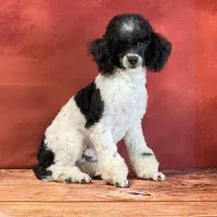 Blake, a male Yorkipoo for sale in Fresno, OH – Photo 9 of 10