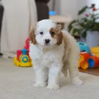 Champ, a male Cavapoo for sale in Fresno, OH – Photo 2 of 5