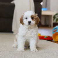 Champ, a male Cavapoo for sale in Fresno, OH – Photo 5 of 5