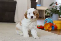 processed/5144f53d-52dc-4ccf-981e-7a4abe87bcef/listing/80bf53c2-18c6-45b0-bb4c-01edc6d045e6/52699b79-cf42-4346-b528-6d1bec9fb5a7